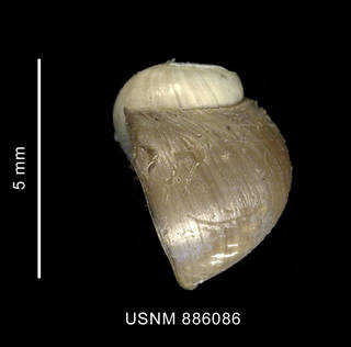 To NMNH Extant Collection (Kerguelenatica bioperculata Dell, 1990 shell lateral view)