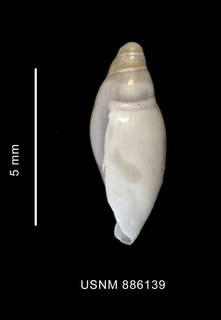 To NMNH Extant Collection (Marginella hyalina Thiele, 1912 shell lateral view)