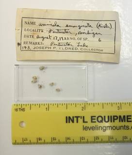 To NMNH Extant Collection (JPEM 00143)