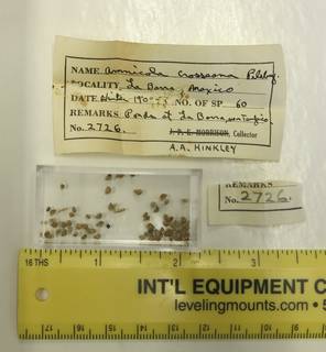 To NMNH Extant Collection (JPEM 02726)
