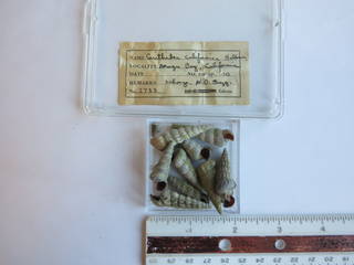To NMNH Extant Collection (JPEM 02733)
