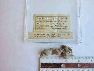 To NMNH Extant Collection (JPEM 02734)