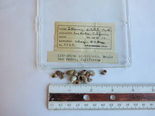 To NMNH Extant Collection (JPEM 02735)