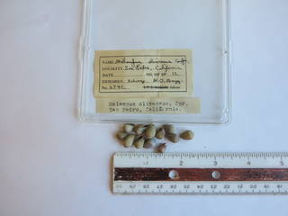 To NMNH Extant Collection (JPEM 02741)