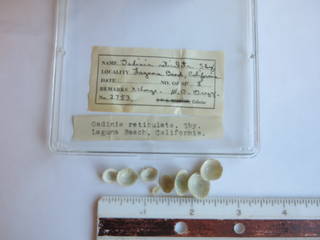 To NMNH Extant Collection (JPEM 02753)