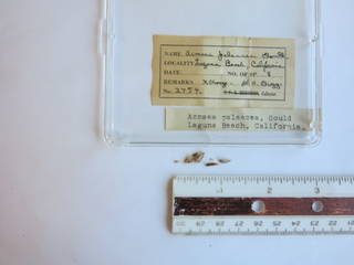 To NMNH Extant Collection (JPEM 02754)