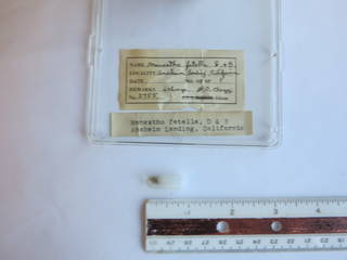 To NMNH Extant Collection (JPEM 02755)