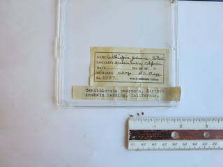 To NMNH Extant Collection (JPEM 02757)