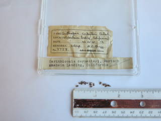 To NMNH Extant Collection (JPEM 02758)