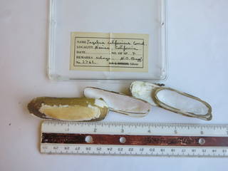 To NMNH Extant Collection (JPEM 02761)