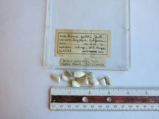 To NMNH Extant Collection (JPEM 02768)