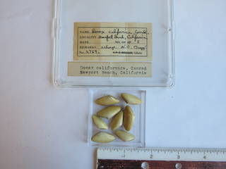 To NMNH Extant Collection (JPEM 02769)