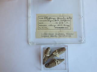 To NMNH Extant Collection (JPEM 02771)