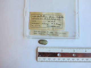 To NMNH Extant Collection (JPEM 02774)