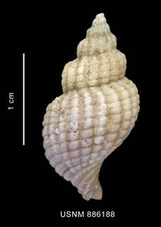 To NMNH Extant Collection (Xymenopsis muriciformis (King et Broderip, 1832) shell dorsal view)