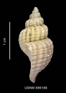 To NMNH Extant Collection (Xymenopsis muriciformis (King et Broderip, 1832) shell lateral view)