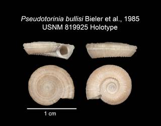 To NMNH Extant Collection (IZ MOL 819925 Holotype Shell plate)
