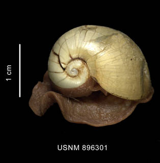 To NMNH Extant Collection (Bulla sp. shell with animal apical view)