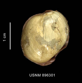 To NMNH Extant Collection (Bulla sp. shell with animal dorsal view)