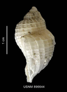 To NMNH Extant Collection (Trophon mawsoni Powell, 1957 shell lateral view)