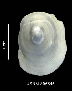 To NMNH Extant Collection (Cocculina superba Clarke, 1960 shell apical view)