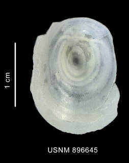 To NMNH Extant Collection (Cocculina superba Clarke, 1960 shell basal view)