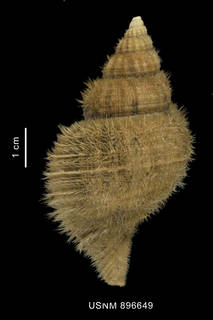 To NMNH Extant Collection (Fusitriton magellanicus (Roding, 1798) shell dorsal view, periostracum)