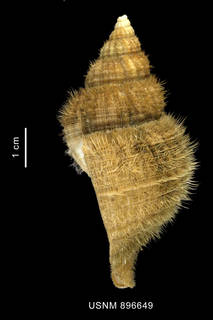 To NMNH Extant Collection (Fusitriton magellanicus (Roding, 1798) shell lateral view, periostracum)