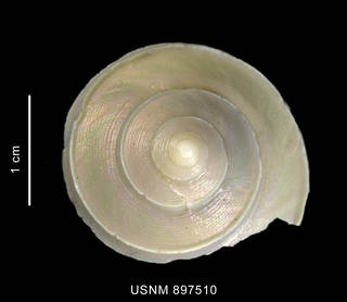 To NMNH Extant Collection (Venustatrochus georgianus Powell, 1951 shell apical view)