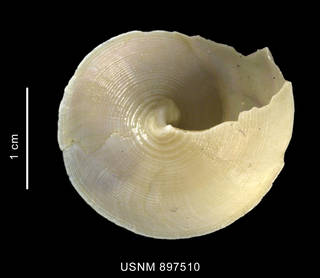 To NMNH Extant Collection (Venustatrochus georgianus Powell, 1951 shell basal view)
