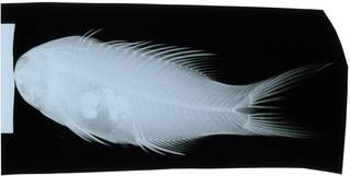 To NMNH Extant Collection (Bodianus anthioides RAD116936-001)