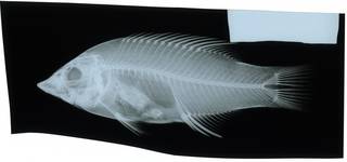 To NMNH Extant Collection (Bodianus mesothorax RAD116983-001)