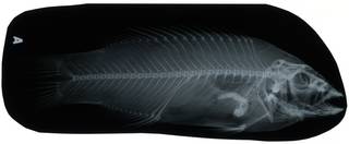 To NMNH Extant Collection (Bodianus pulchellus RAD116999-001)