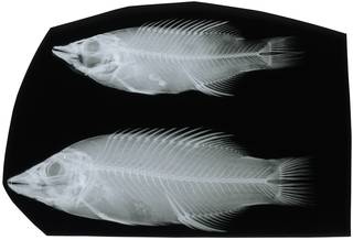 To NMNH Extant Collection (Bodianus dictynna RAD117182-001)