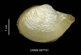 To NMNH Extant Collection (Cuspidaria tenella Smith, 1907 left valve outer view)