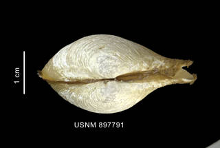 To NMNH Extant Collection (Cuspidaria tenella Smith, 1907 apical view)