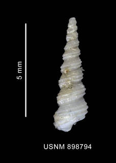 To NMNH Extant Collection (Turritelopsis gratissima Thiele, 1912 shell dorsal view)
