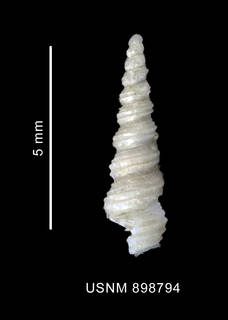 To NMNH Extant Collection (Turritelopsis gratissima Thiele, 1912 shell lateral view)