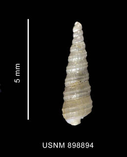 To NMNH Extant Collection (Cerithiella similis Thiele, 1912 shell dorsal view)