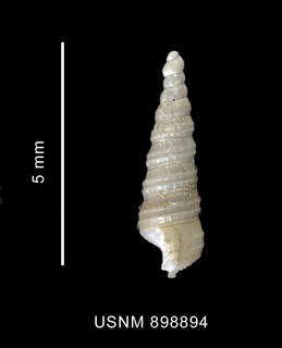 To NMNH Extant Collection (Cerithiella similis Thiele, 1912 shell lateral view)