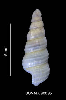To NMNH Extant Collection (Cerithiosilla cf. cincta Thiele, 1912 shell lateral view)