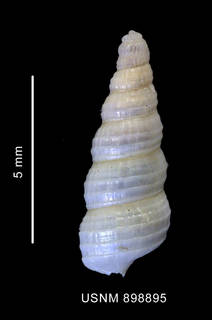 To NMNH Extant Collection (Cerithiosilla cf. cincta Thiele, 1912 shell dorsal view)