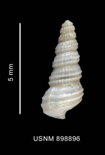 To NMNH Extant Collection (Eumetula strebeli Thiele, 1912 shell dorsal view)