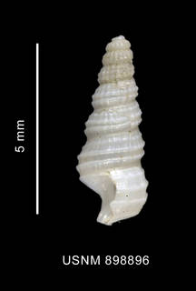To NMNH Extant Collection (Eumetula strebeli Thiele, 1912 shell lateral view)