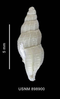 To NMNH Extant Collection (Probuccinum costatum Thiele, 1912 shell lateral view)