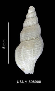 To NMNH Extant Collection (Probuccinum costatum Thiele, 1912 shell dorsal view)