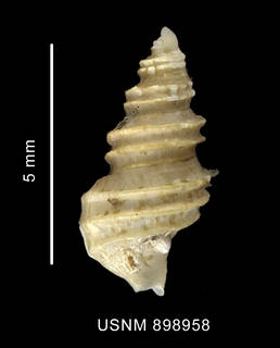 To NMNH Extant Collection (Prosipho sp. shell dorsal view)