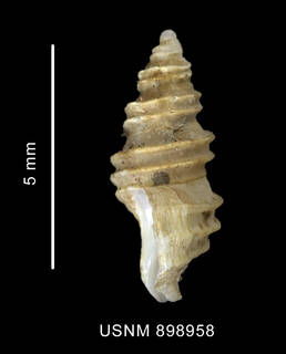To NMNH Extant Collection (Prosipho sp. shell lateral view)