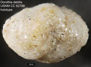 To NMNH Paleobiology Collection (Dorothia debilis USNM CC 62788 holotype)