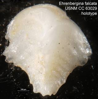 To NMNH Paleobiology Collection (Ehrenbergina falcata USNM CC 63029 holotype)